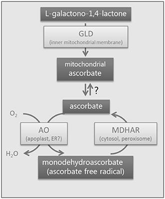 A Systems Biology Study in Tomato Fruit Reveals Correlations between the Ascorbate Pool and Genes Involved in Ribosome Biogenesis, Translation, and the Heat-Shock Response